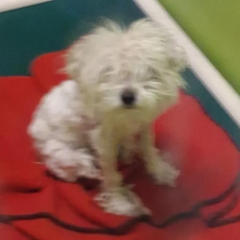 An adult small-sized female White / Cream Terrier dog named Sally for adoption in Spokane, WA