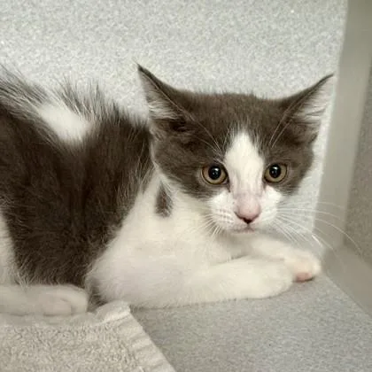 A baby medium-sized male Gray & White Domestic Medium Hair cat named Tuffy for adoption in Red Bluff, CA