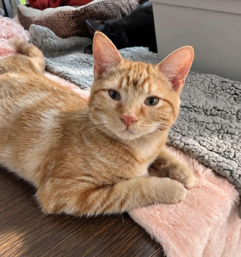 A young medium-sized male Orange / Red Domestic Short Hair cat named Muffin for adoption in Lodi, CA