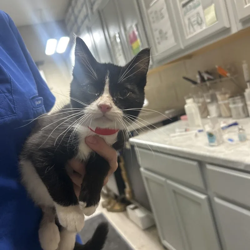 A baby small-sized male Black Domestic Short Hair cat named Bing for adoption in Lewisburg, WV