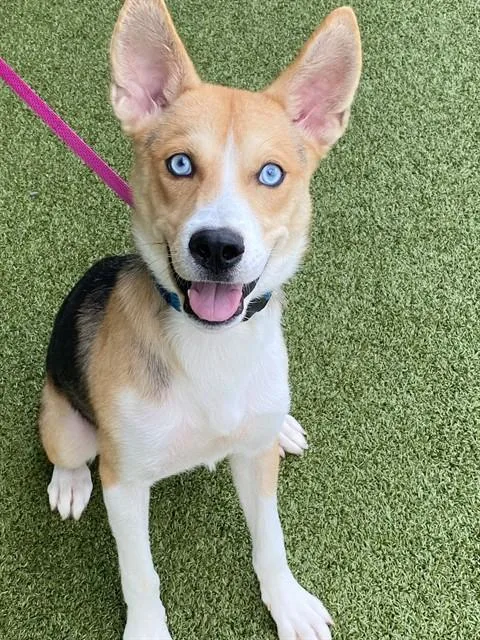 A young small-sized male Siberian Husky dog named Kodack for adoption in Fayetteville, NC