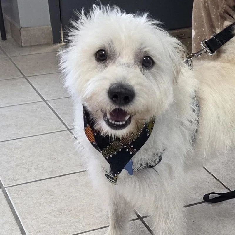 An adult medium-sized male Shih Tzu dog named Ren for adoption in Camden, DE