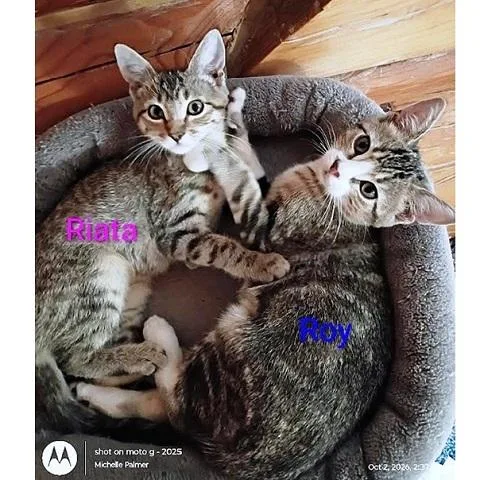 A baby medium-sized male Tabby (Brown / Chocolate) Tabby cat named Roy and Riata for adoption in Salt Lake City, UT