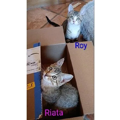 Roy and Riata thumbnail 2