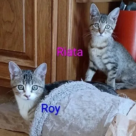 Roy and Riata thumbnail 3