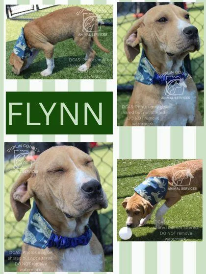 A baby medium-sized male American Staffordshire Terrier dog named Flynn for adoption in Kenansville, NC