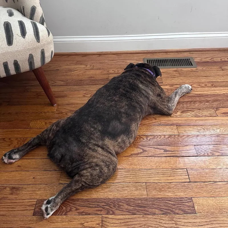 A senior medium-sized male Brindle English Bulldog dog named Popeye for adoption in Raleigh, NC