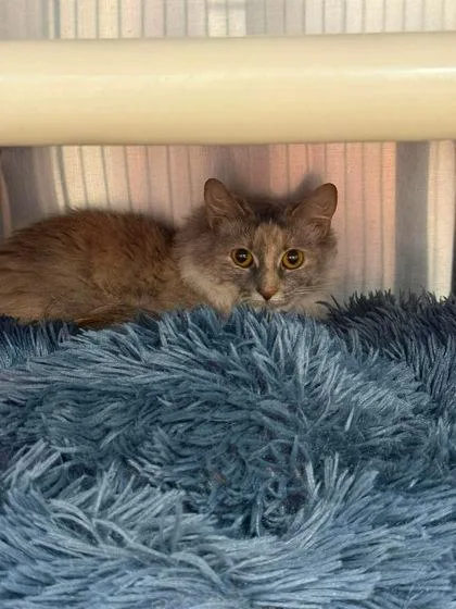 An adult small-sized female Domestic Medium Hair cat named Baby Cat for adoption in Annapolis, MD