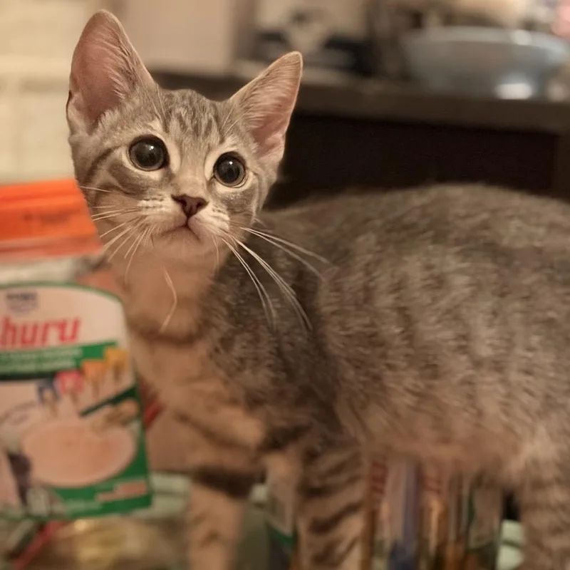 Sprinkles