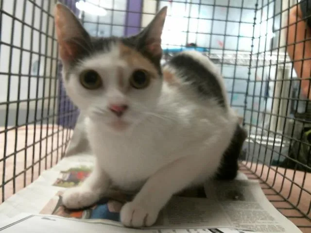 A young medium-sized female Domestic Short Hair cat named Gigi for adoption in Houston, TX