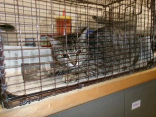 A young medium-sized female Domestic Short Hair cat named Carla for adoption in Van Nuys, CA