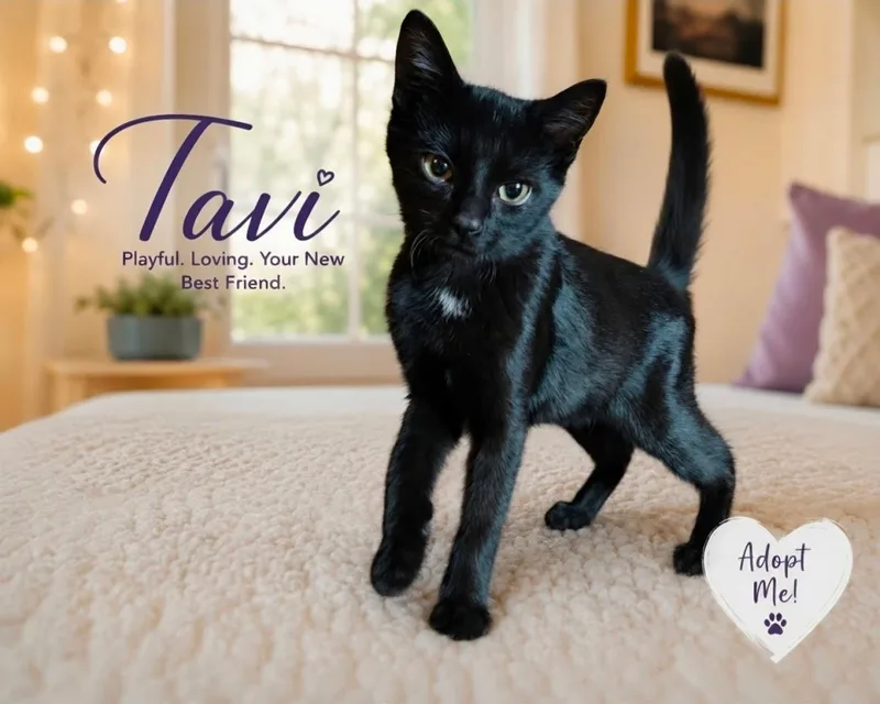 A baby small-sized male Black Domestic Short Hair cat named Tavi for adoption in La Jolla, CA