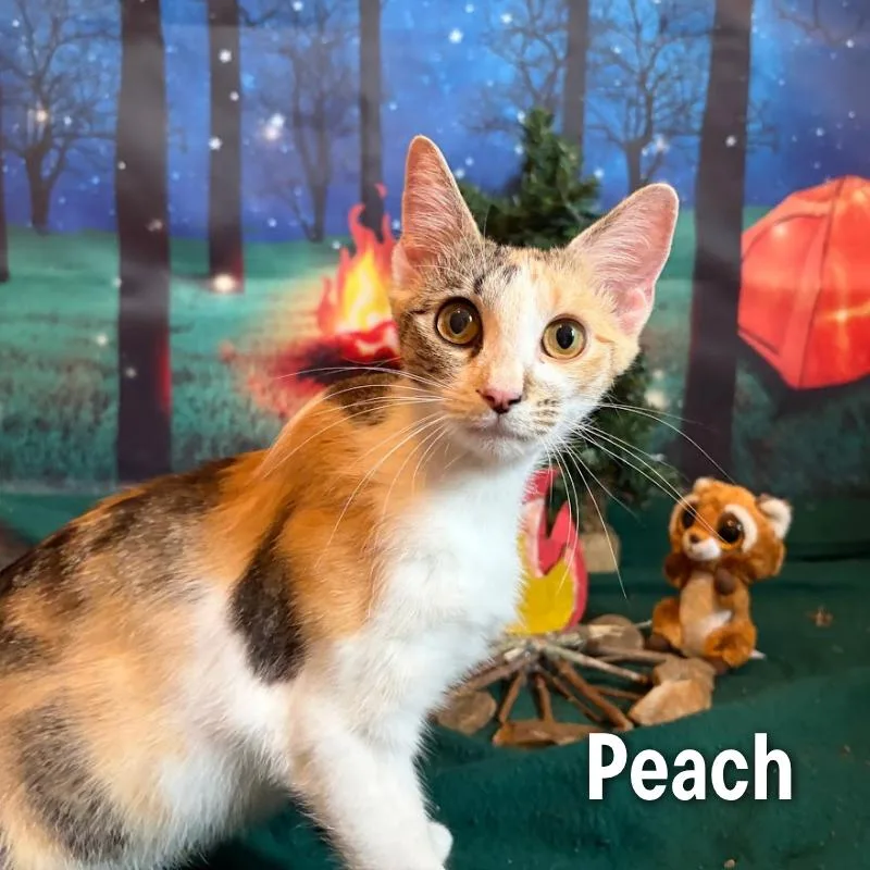 Peach