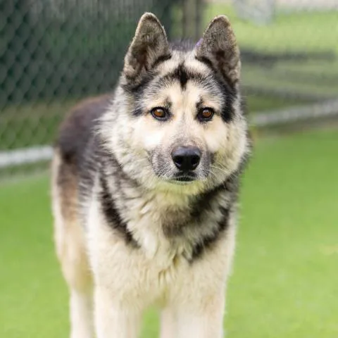 An adult large-sized male German Shepherd Dog dog named Fluffy for adoption in Camarillo, CA