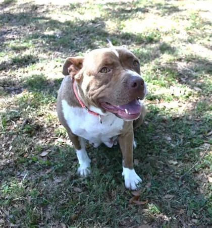 An adult large-sized female Brown / Chocolate American Staffordshire Terrier dog named Polly Pocket for adoption in Inverness, FL