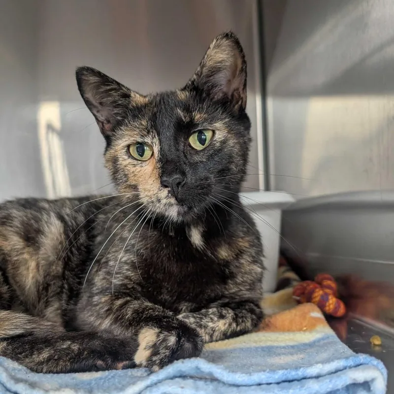 A young medium-sized female Tortoiseshell Domestic Short Hair cat named Cinnamon for adoption in Jefferson city, TN