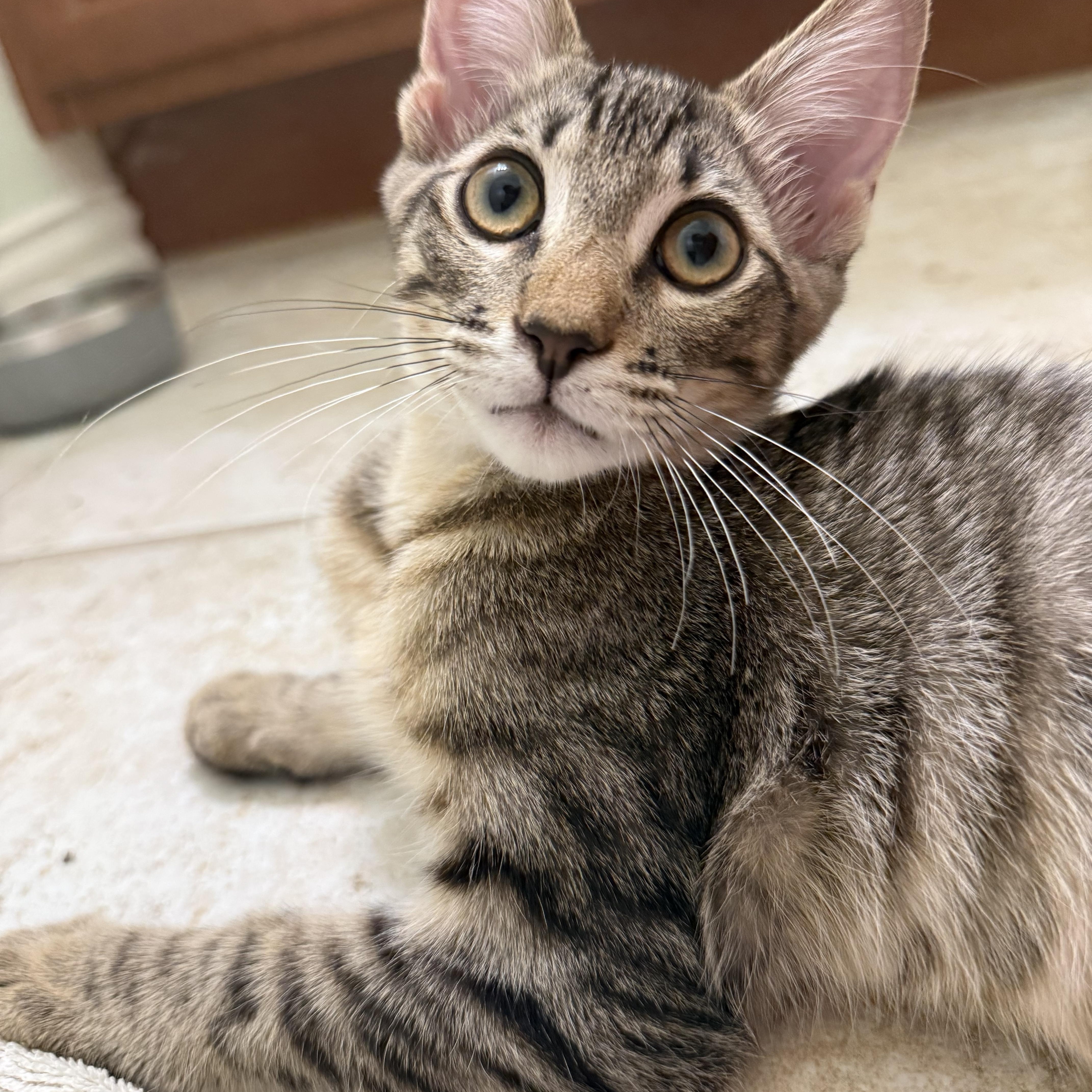 A young medium-sized male Tabby (Brown / Chocolate) Domestic Short Hair cat named Noah for adoption in Huffman, TX