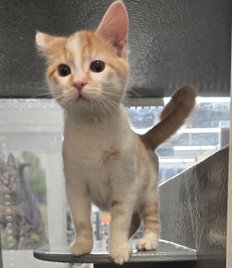 A baby small-sized male Orange & White Domestic Short Hair cat named Martin for adoption in Stoughton, WI