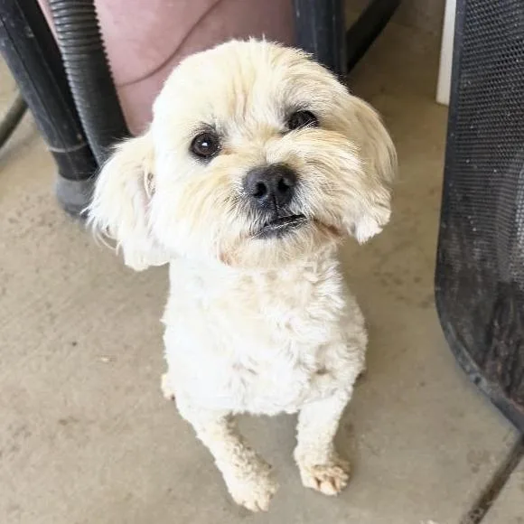 A young small-sized male White / Cream Maltese dog named Hughie for adoption in Sonoma, CA