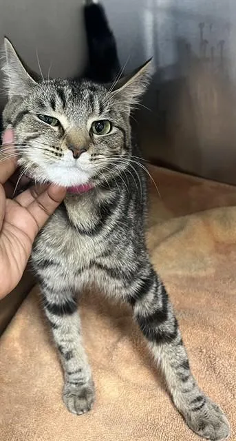 An adult medium-sized female Domestic Short Hair cat named Bergen for adoption in Upper Marlboro, MD