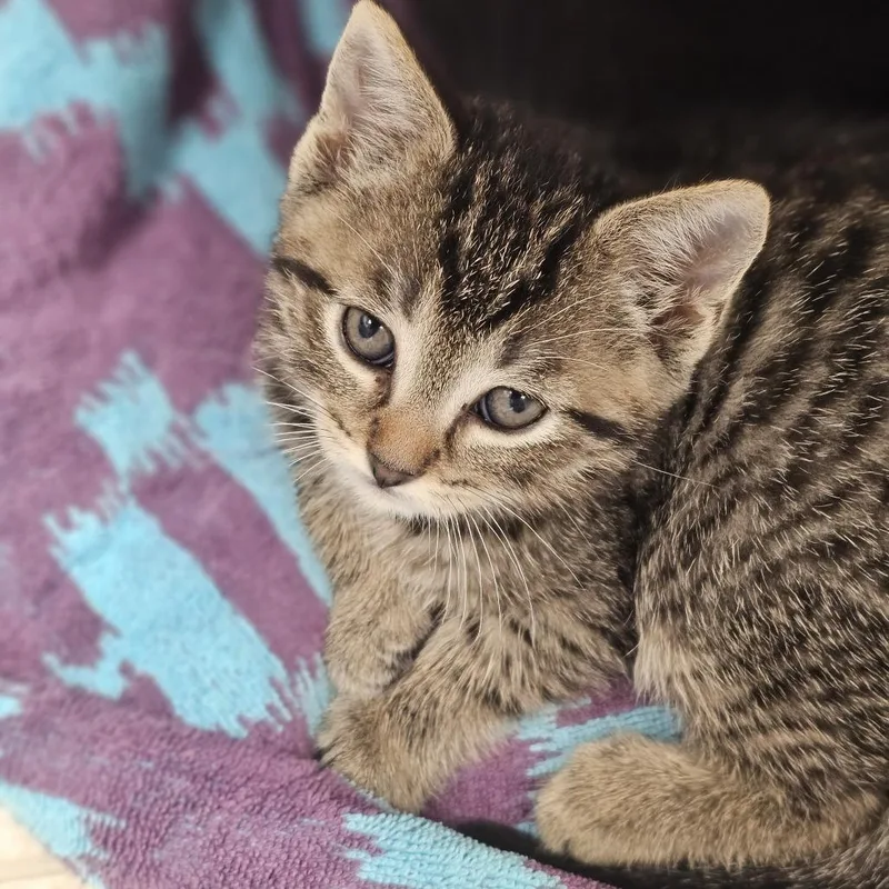 A baby small-sized female Brown / Chocolate Domestic Short Hair cat named Olive for adoption in Evansville, IN