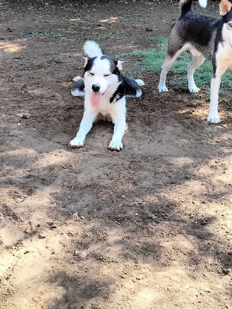 A young medium-sized male Husky dog named Grandpa for adoption in Joshua, TX