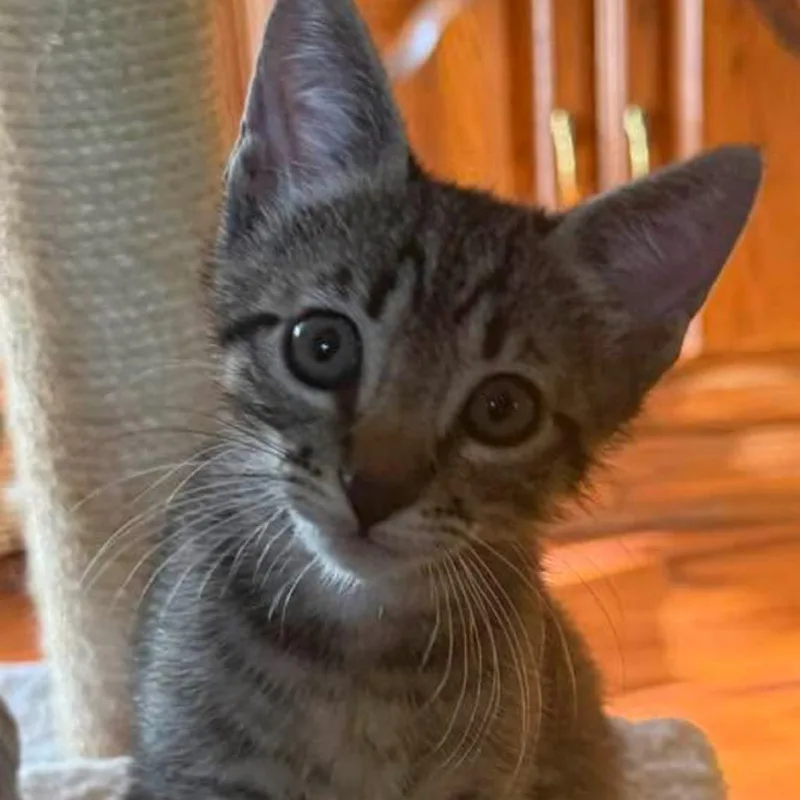 A baby small-sized male Brown / Chocolate Domestic Short Hair cat named Salvatore for adoption in Fort Lauderdale, FL