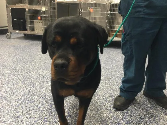 An adult medium-sized female Rottweiler dog named Honey for adoption in Thousand Palms, CA