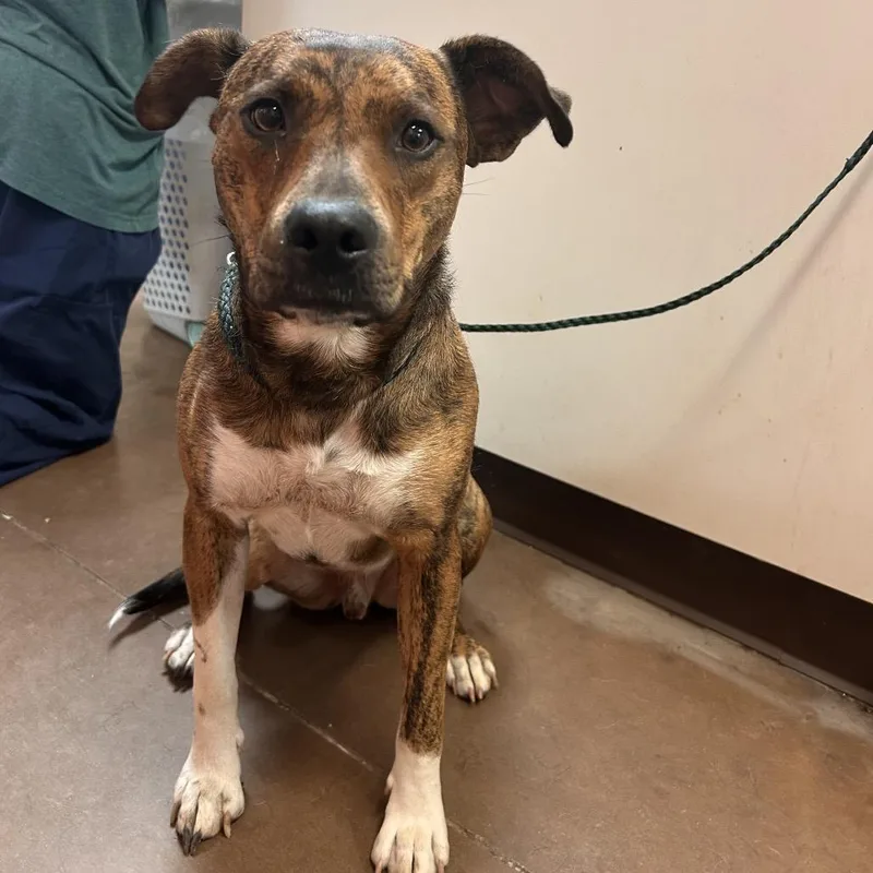 An adult medium-sized male Brindle Mixed Breed dog named Fred for adoption in Flagstaff, AZ