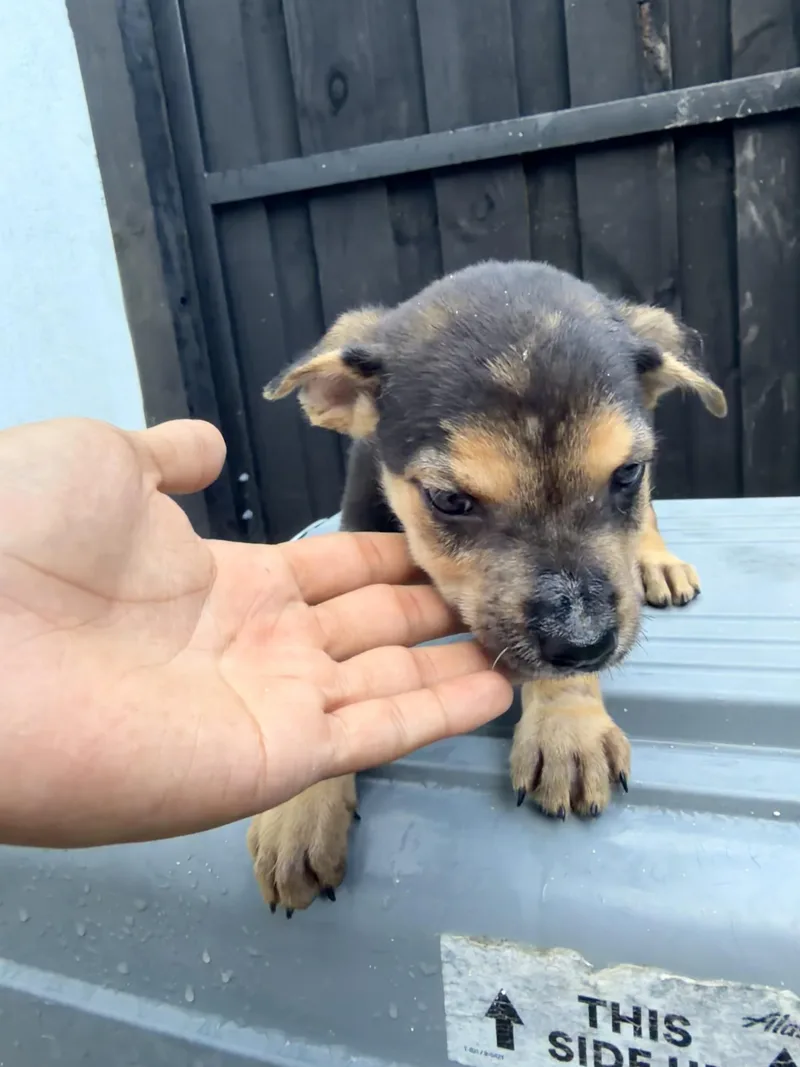 A baby medium-sized female Rottweiler dog named LITTER of for adoption in North Miami, FL