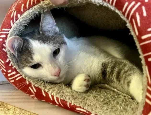 An adult small-sized male Domestic Short Hair cat named Delaware for adoption in Santa Maria, CA