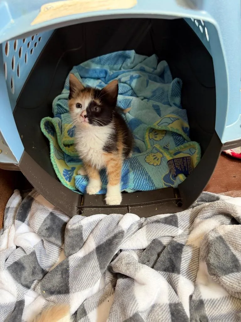 A baby small-sized female Domestic Short Hair cat named Missy for adoption in Meriden, CT