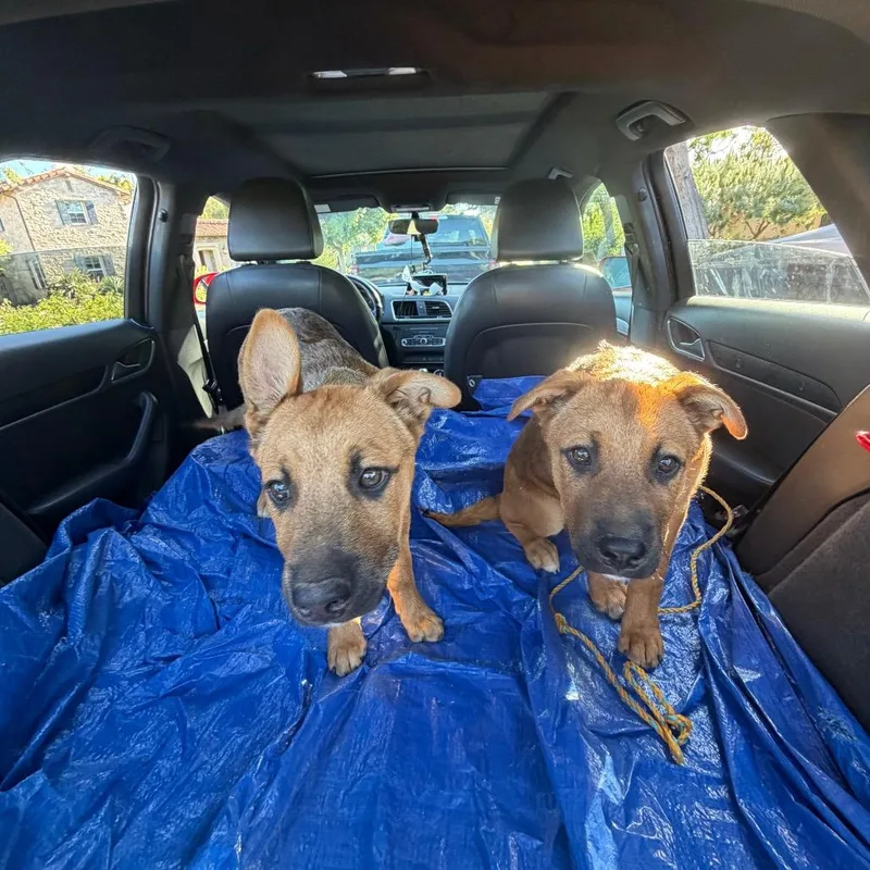 Waffles_ thumbnail 2