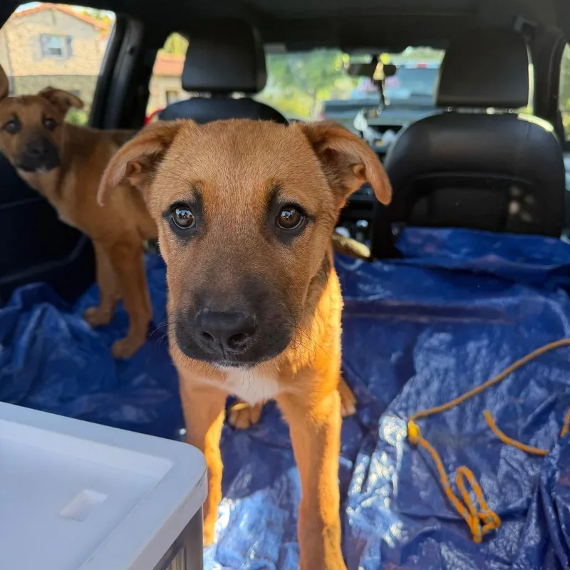 Waffles_ thumbnail 3