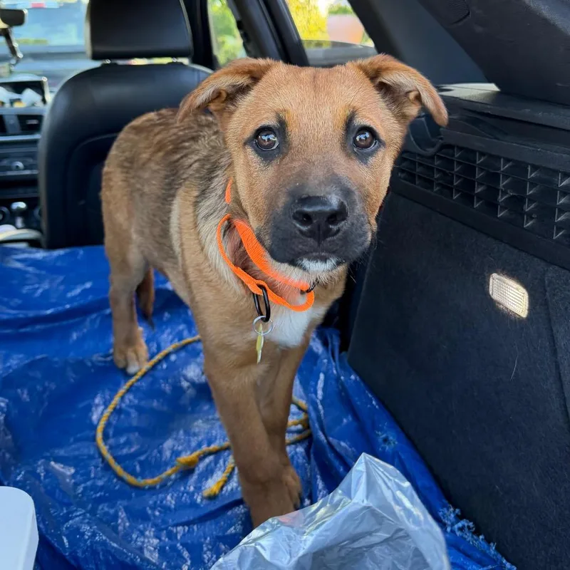 Waffles_ thumbnail 4