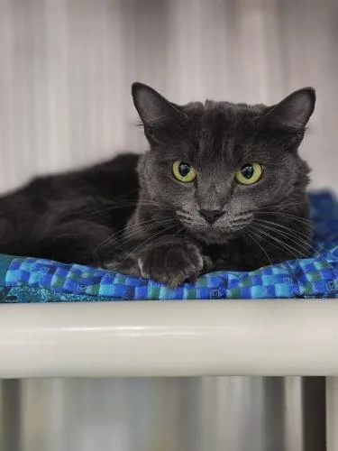 An adult medium-sized female Domestic Short Hair cat named Margot for adoption in Webster, MA