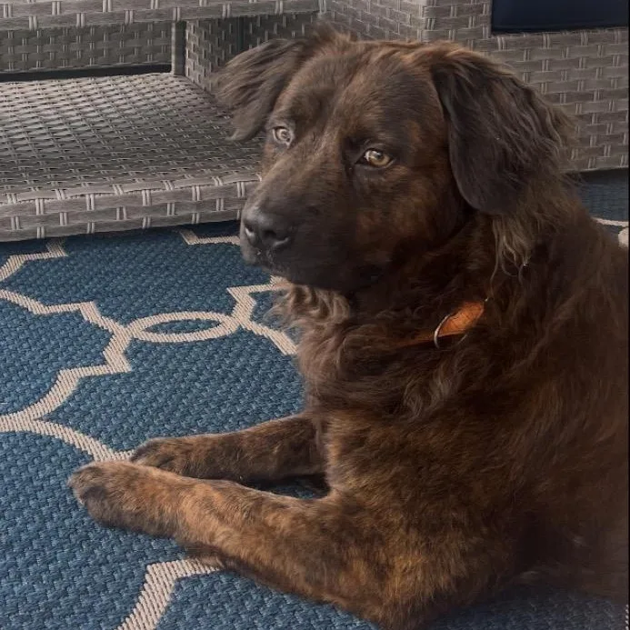 An adult medium-sized male Bicolor Flat-Coated Retriever dog named Luca for adoption in Calabash, NC