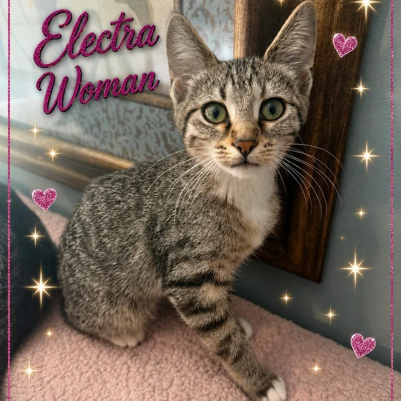 A baby small-sized female Brown / Chocolate Domestic Short Hair cat named Electra Woman for adoption in Roselle, IL
