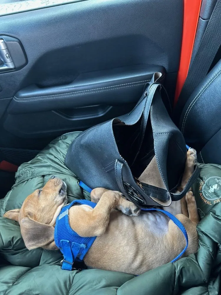 A baby medium-sized male Beagle dog named Gordon for adoption in Manhattan, NY