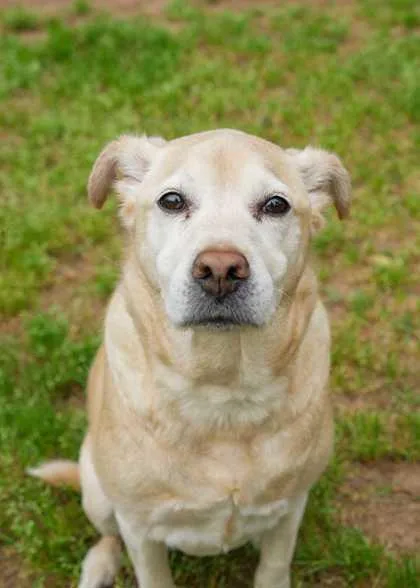A senior large-sized female Labrador Retriever dog named Zoe for adoption in Aiken, SC