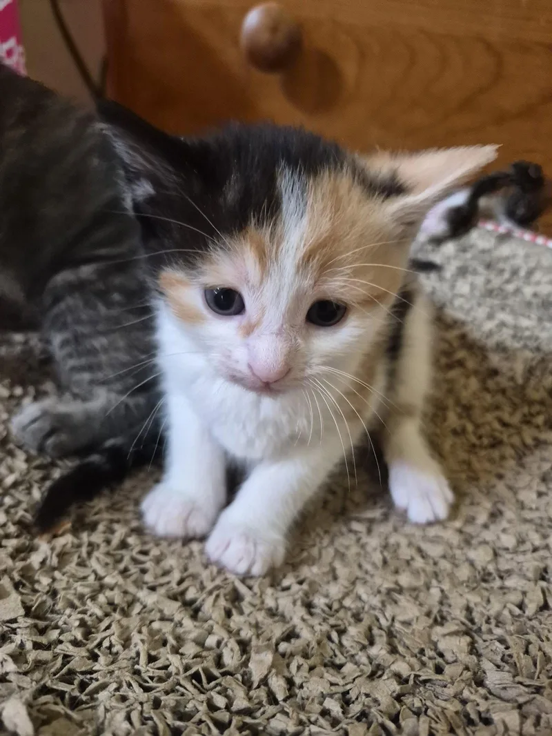 A baby small-sized female Domestic Medium Hair cat named C Litter Lotus for adoption in Livonia, MI