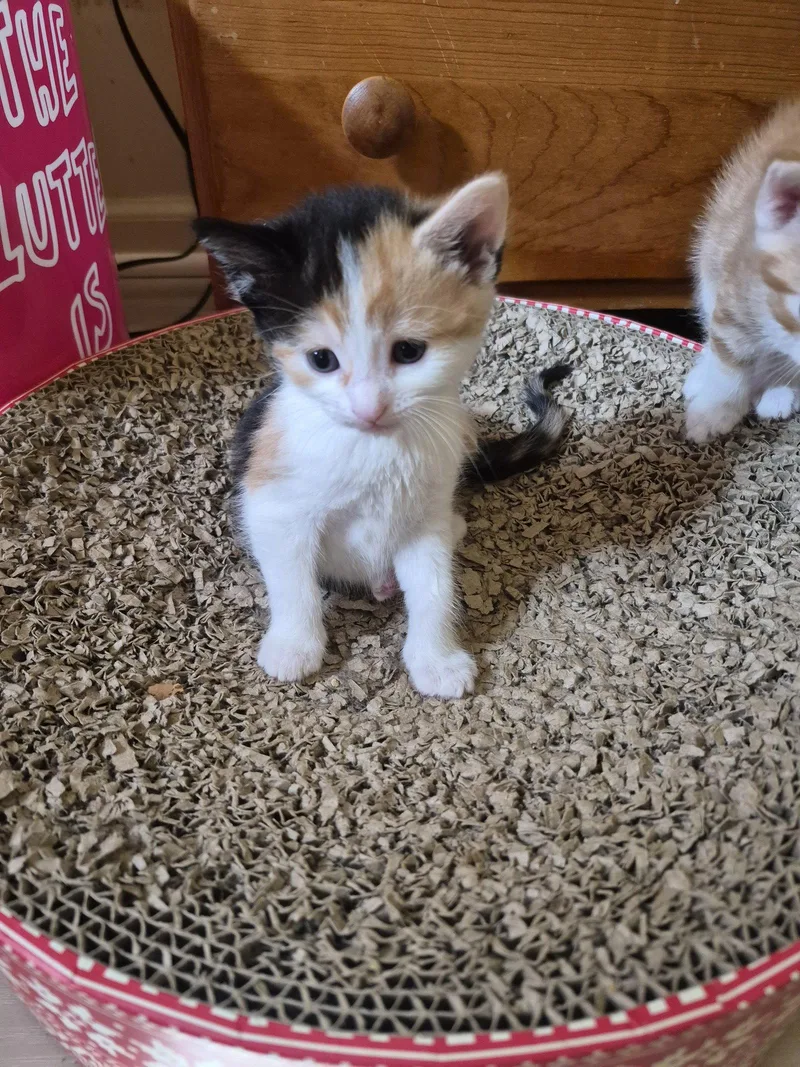 C Litter Lotus thumbnail 2