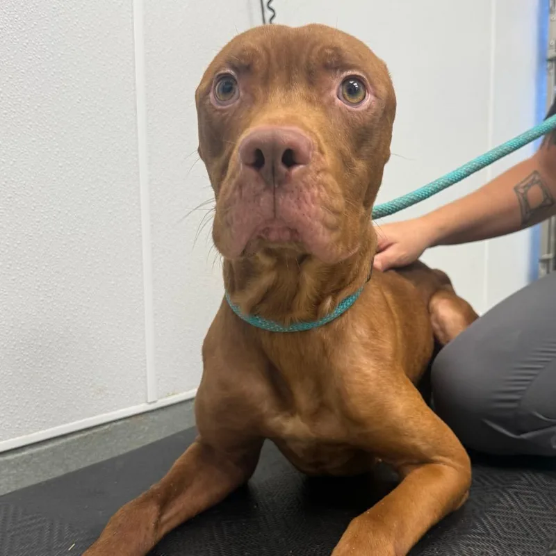 An adult medium-sized male Brown / Chocolate American Staffordshire Terrier dog named Gyzmo for adoption in Abilene, TX