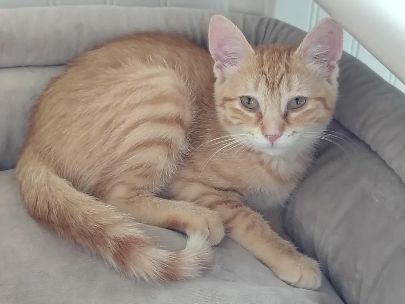 A baby medium-sized female Orange / Red Tabby cat named Starfire for adoption in Montour Falls, NY