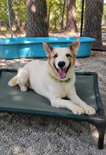 An adult medium-sized male White / Cream Mixed Breed dog named Orion for adoption in Georgetown, SC