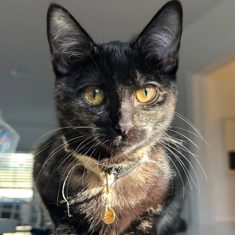 Cherry Coke thumbnail 2