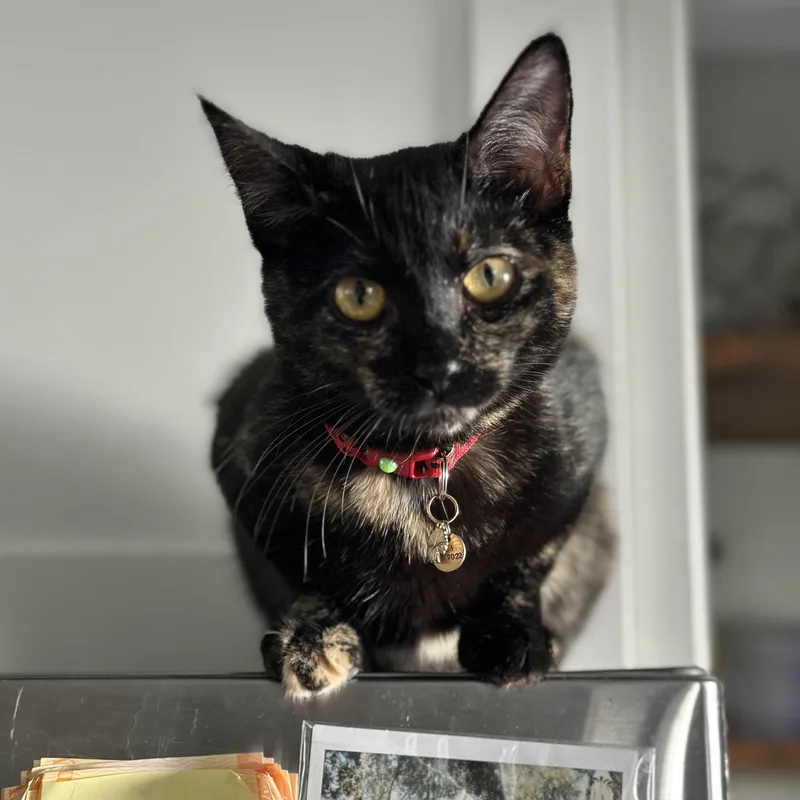 Cherry Coke thumbnail 3