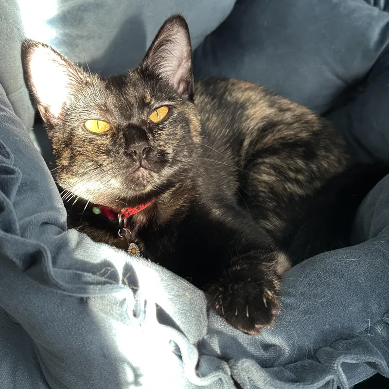 Cherry Coke thumbnail 4