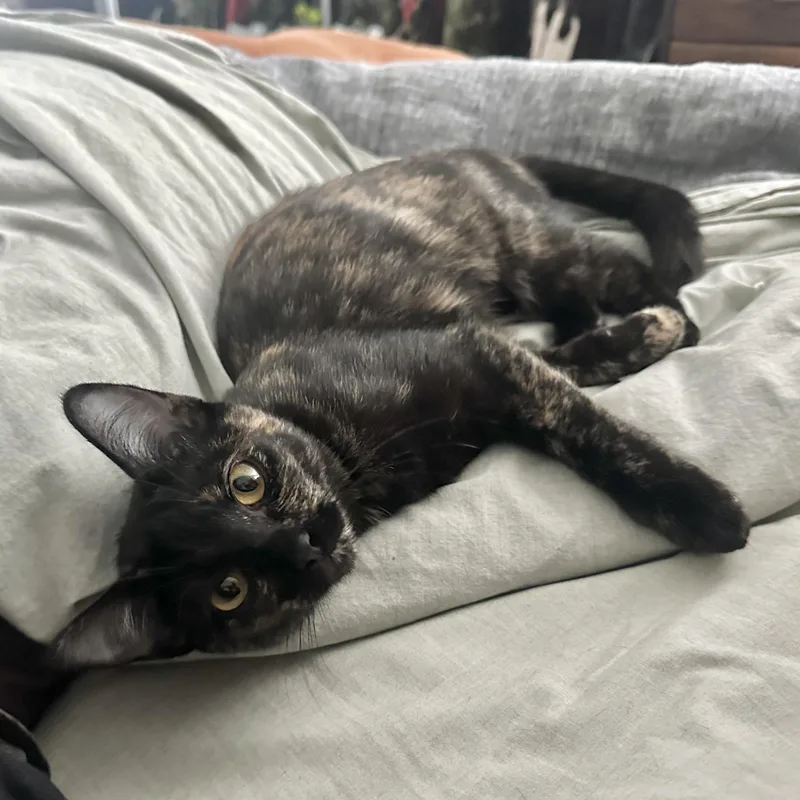 Cherry Coke thumbnail 5