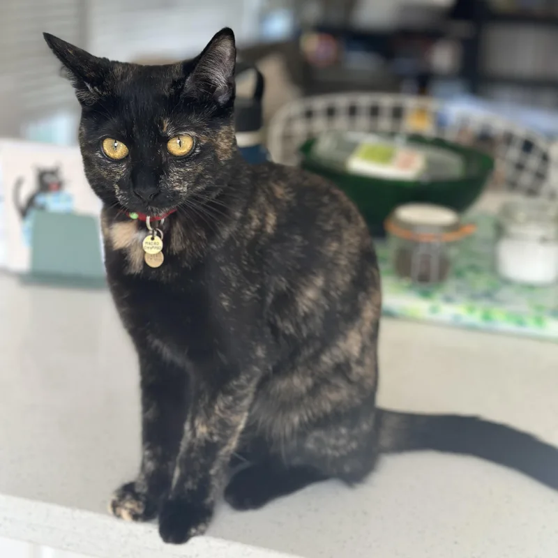 Cherry Coke thumbnail 6